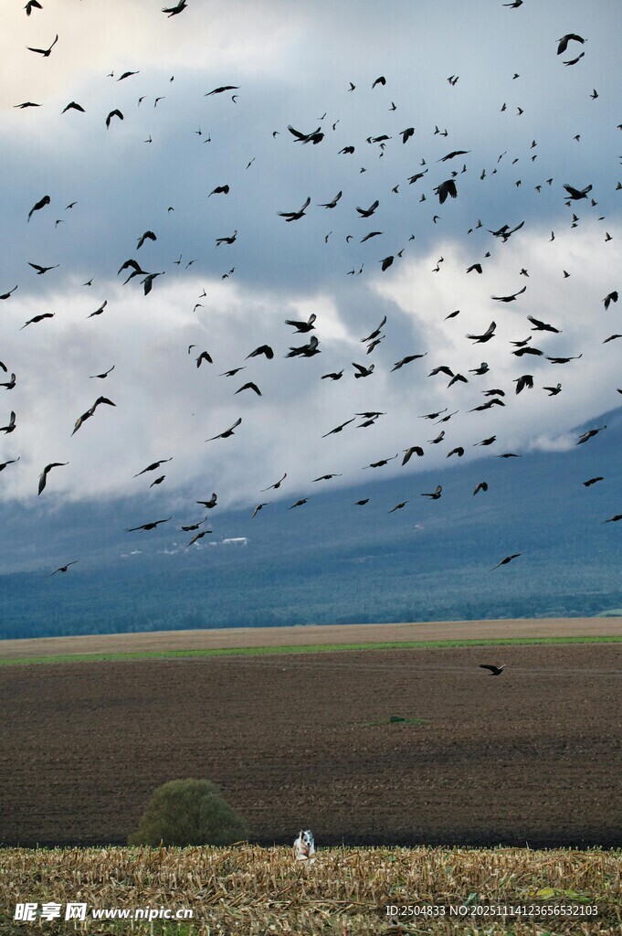 群鸟翱翔于广袤田野之上