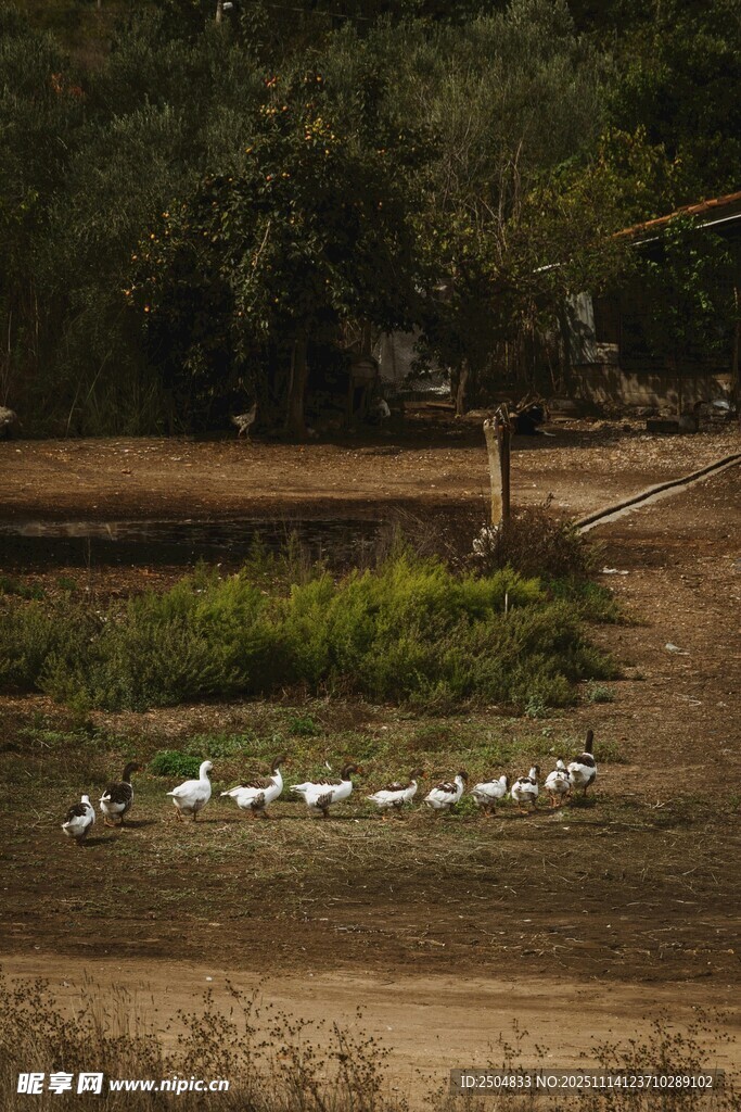 田野间的一群白鹅