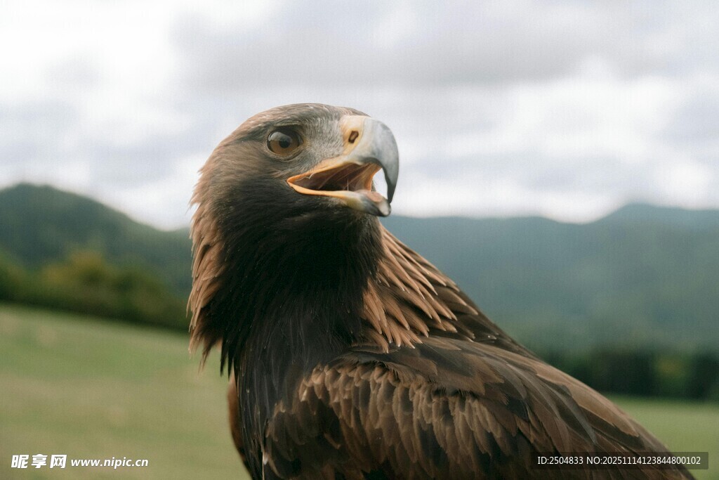 草原上的威武金雕