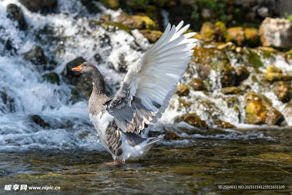 灰鹭于溪流间展翅瞬间