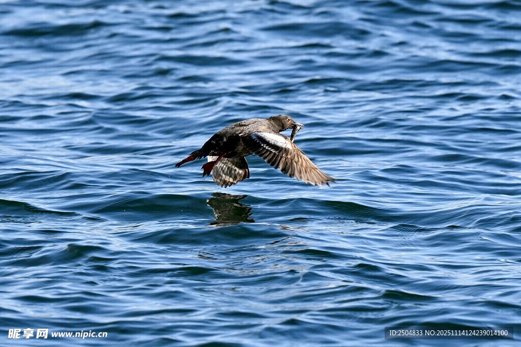 海面上飞翔的灵动小鸟