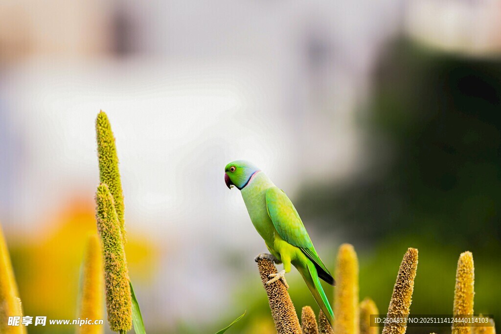 绿鹦鹉立于黄色植物上