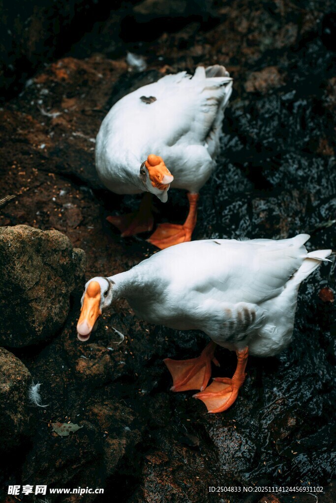 两只白鹅在石间觅食