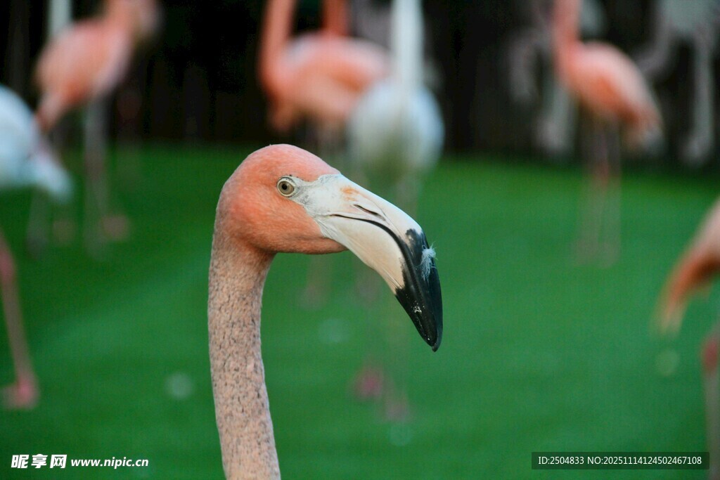 特写火烈鸟 尽显优雅身姿