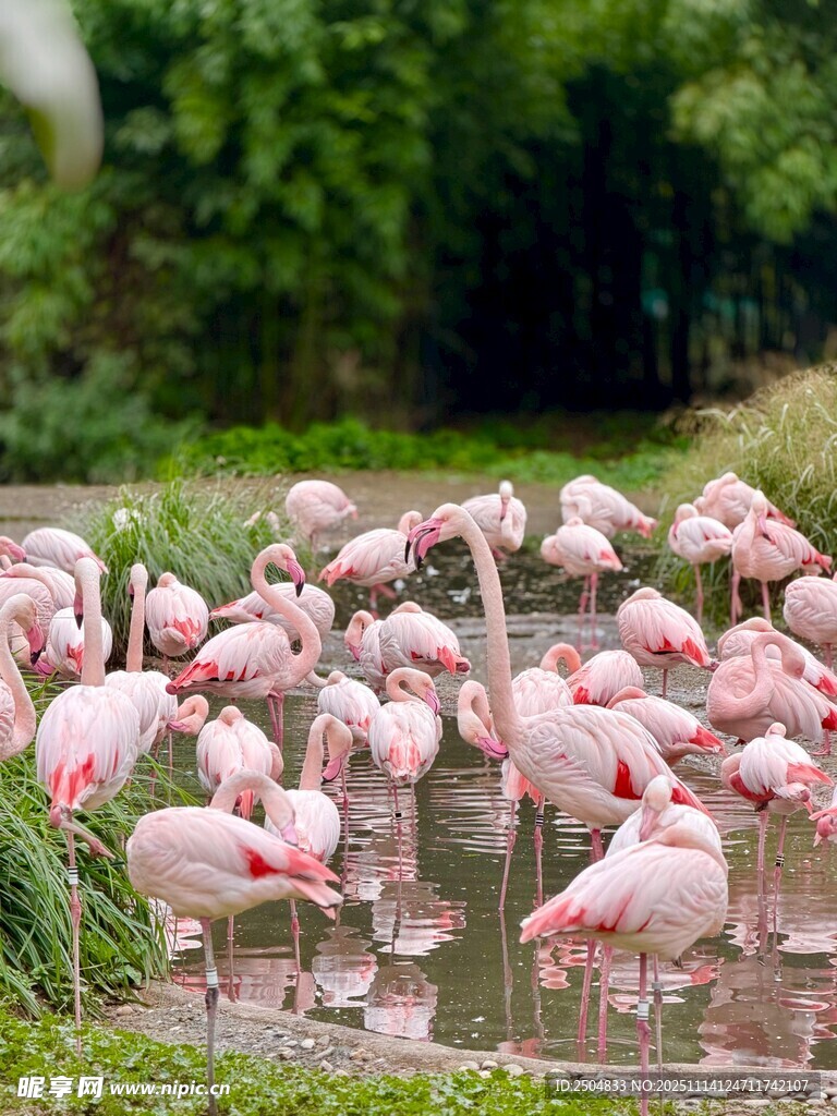 粉红火烈鸟群栖息于水域