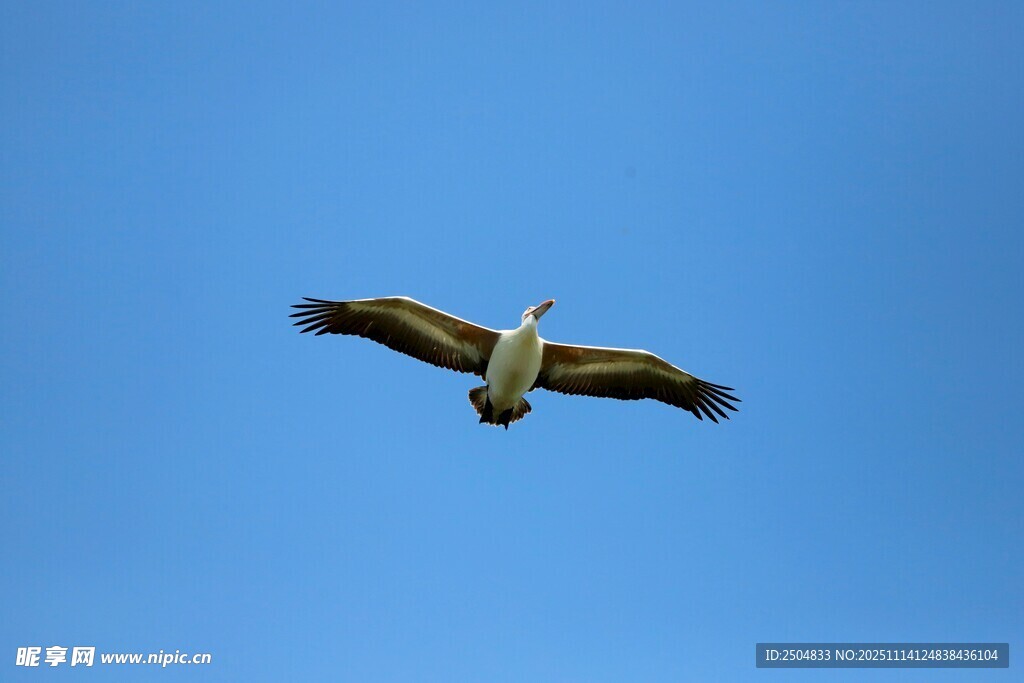 蓝天中翱翔的飞鸟