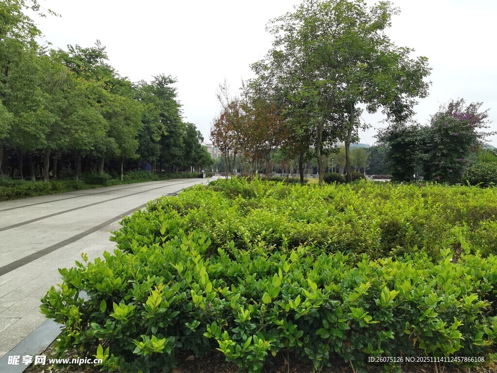 绿意盎然的道路景观