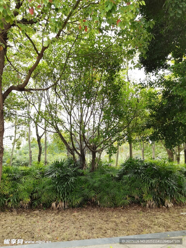 林间绿意盎然的自然景致