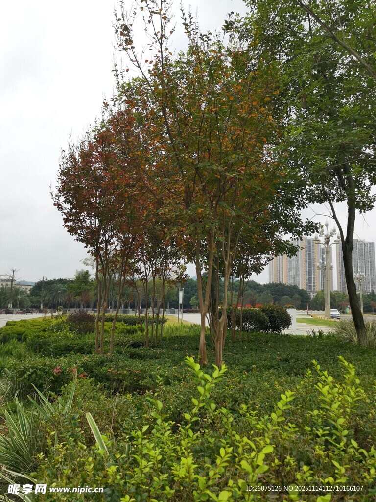 城市中的多彩树木景观
