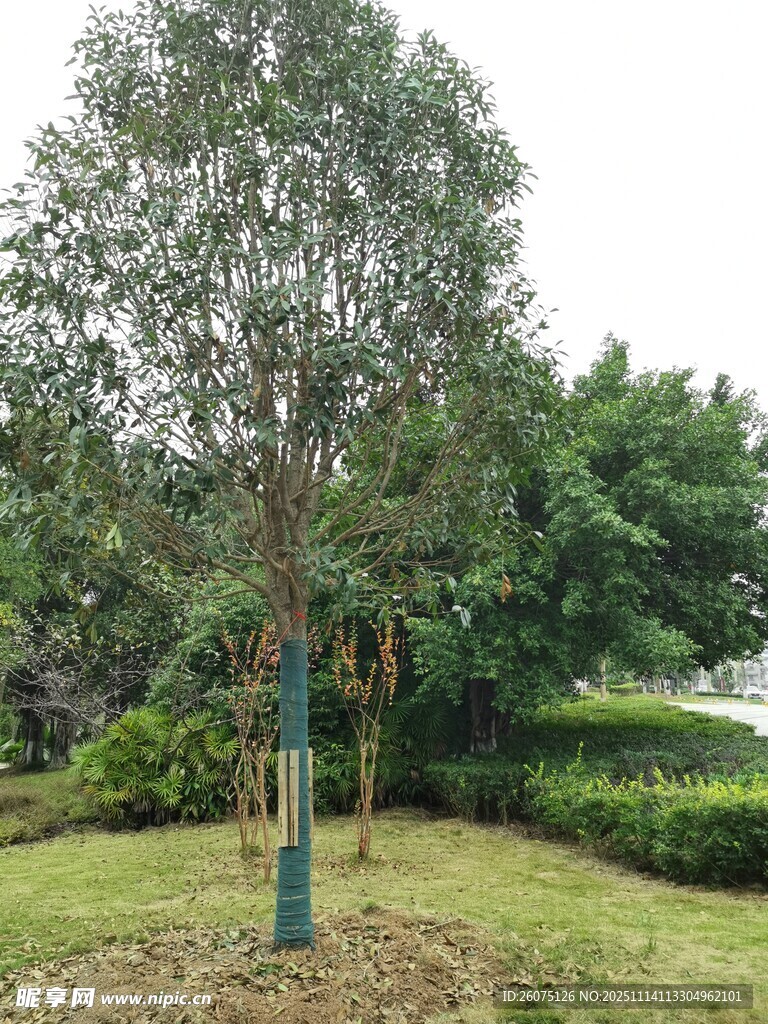 园林中的单棵挺拔树木