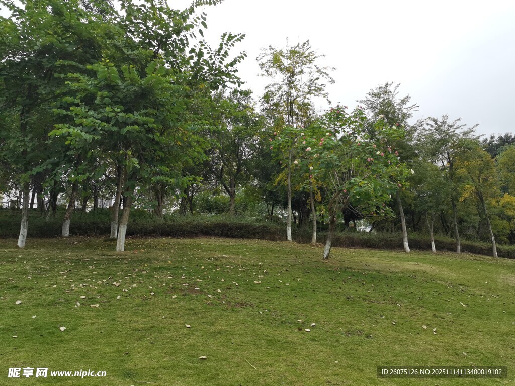 绿意盎然的草地与树林