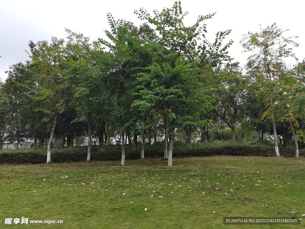 绿意盎然的草地与树木