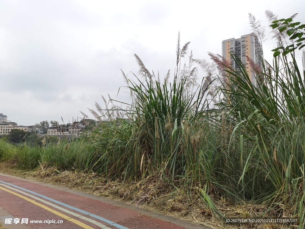 路边繁茂的高大绿色植物