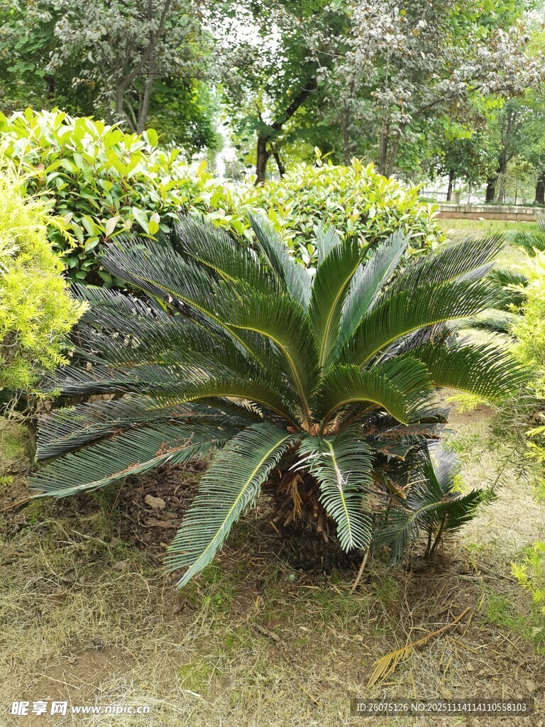 户外铁树绿植景观