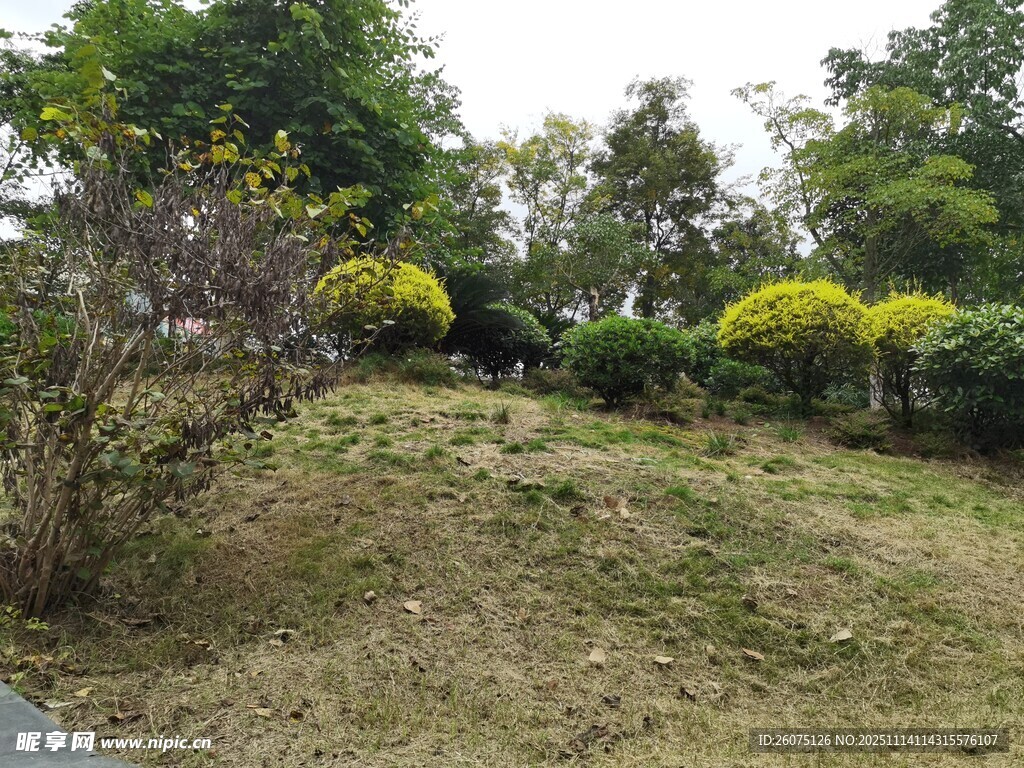 绿意盎然的户外园林景观