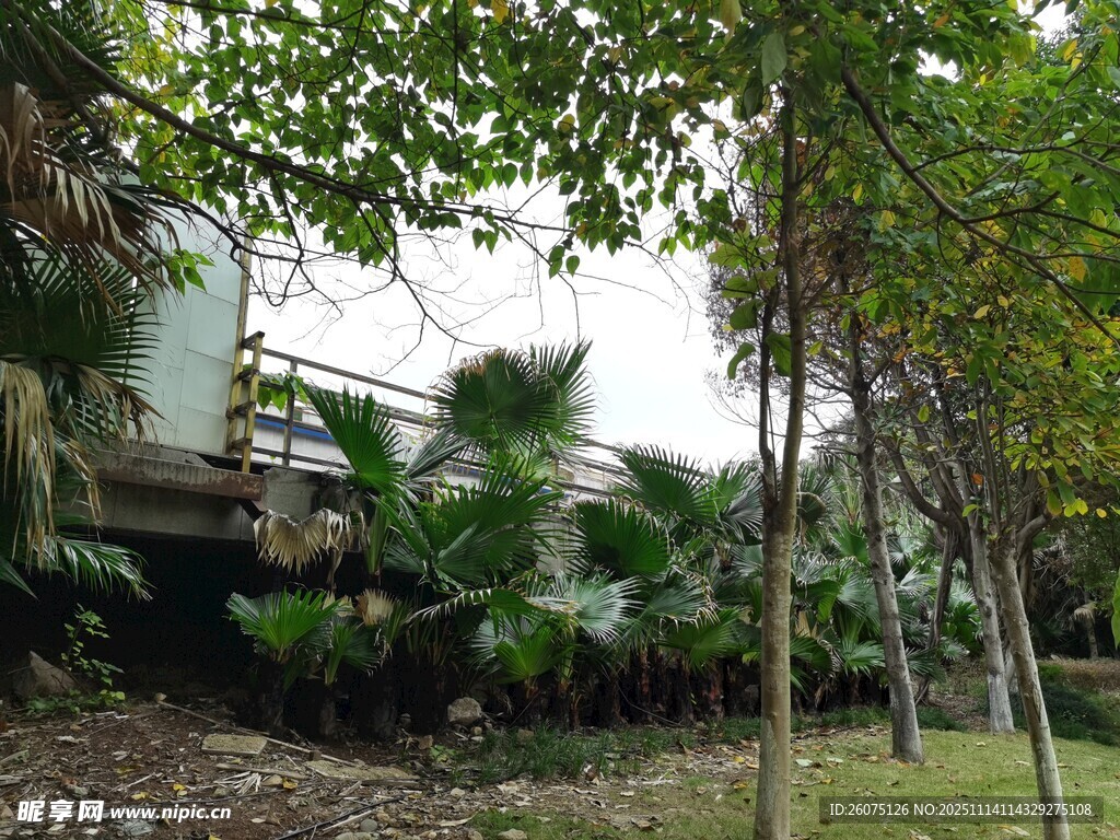 林间小道旁的绿植景观