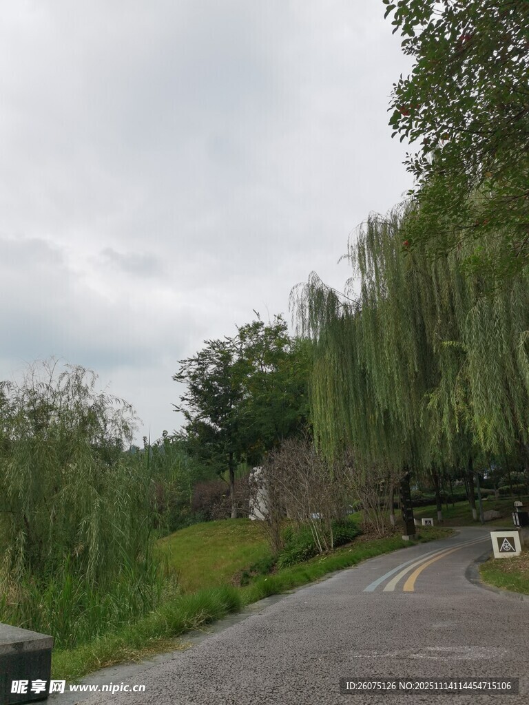 乡间小路旁的葱郁景致