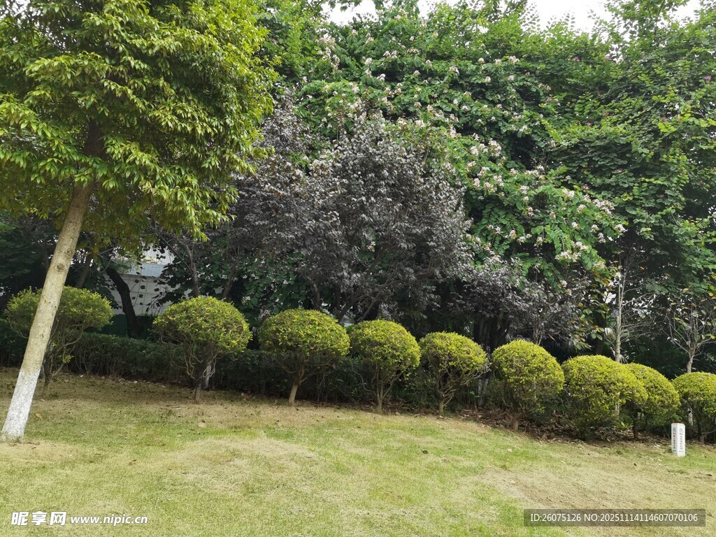 绿意盎然的园林景观