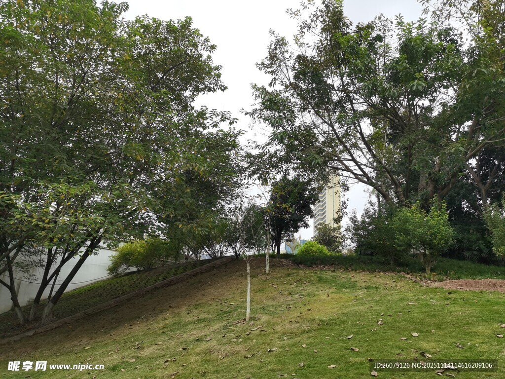 湖畔草地绿树风景图