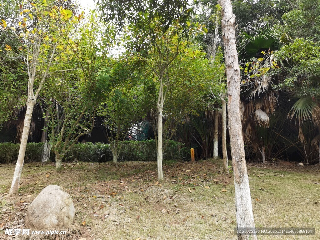 林间绿意盎然的自然景致