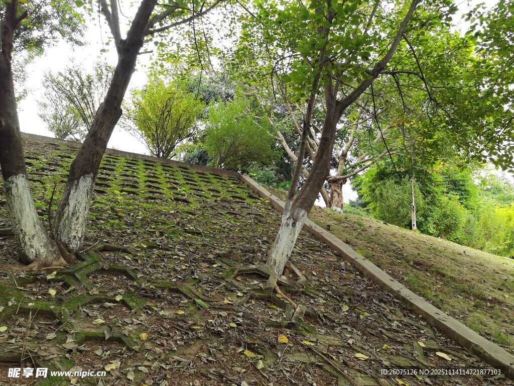 林间小道旁的树木景观