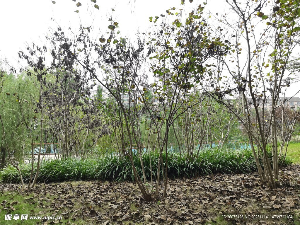 春日树林中的稀疏树木景观