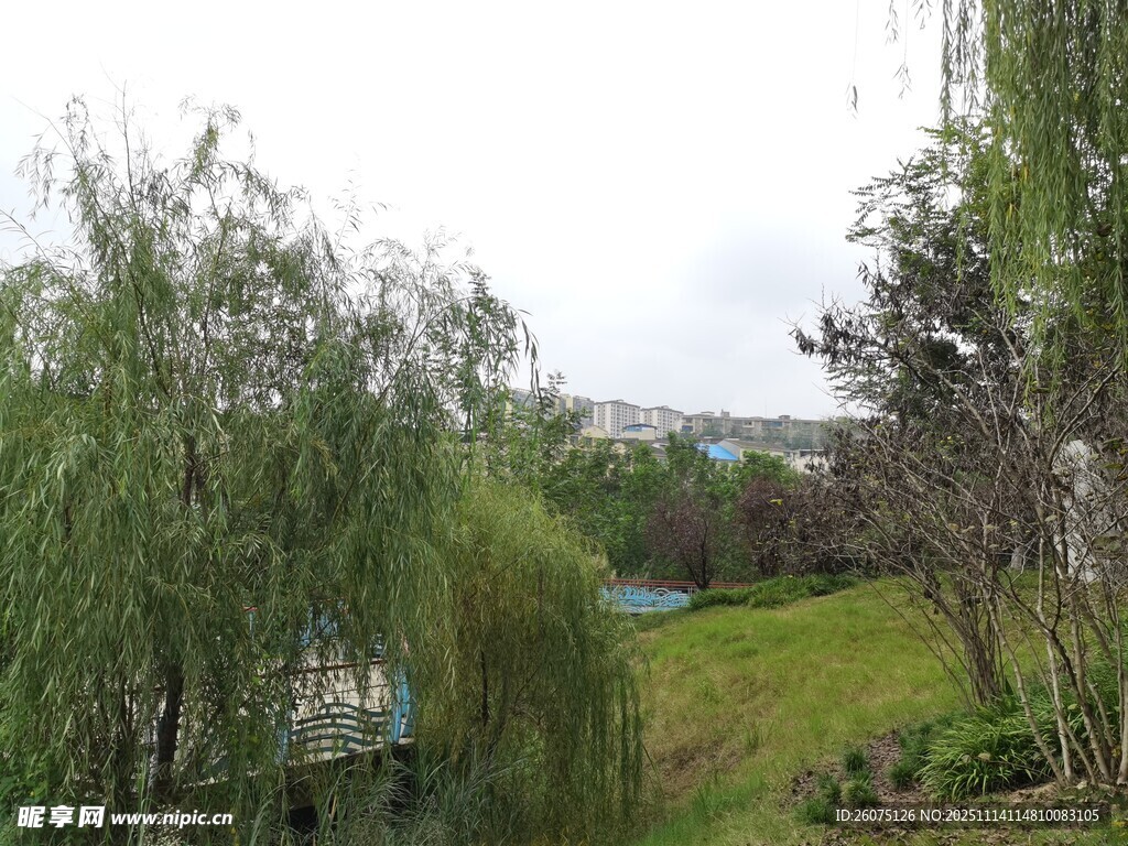 湖畔垂柳绿意盎然景色美