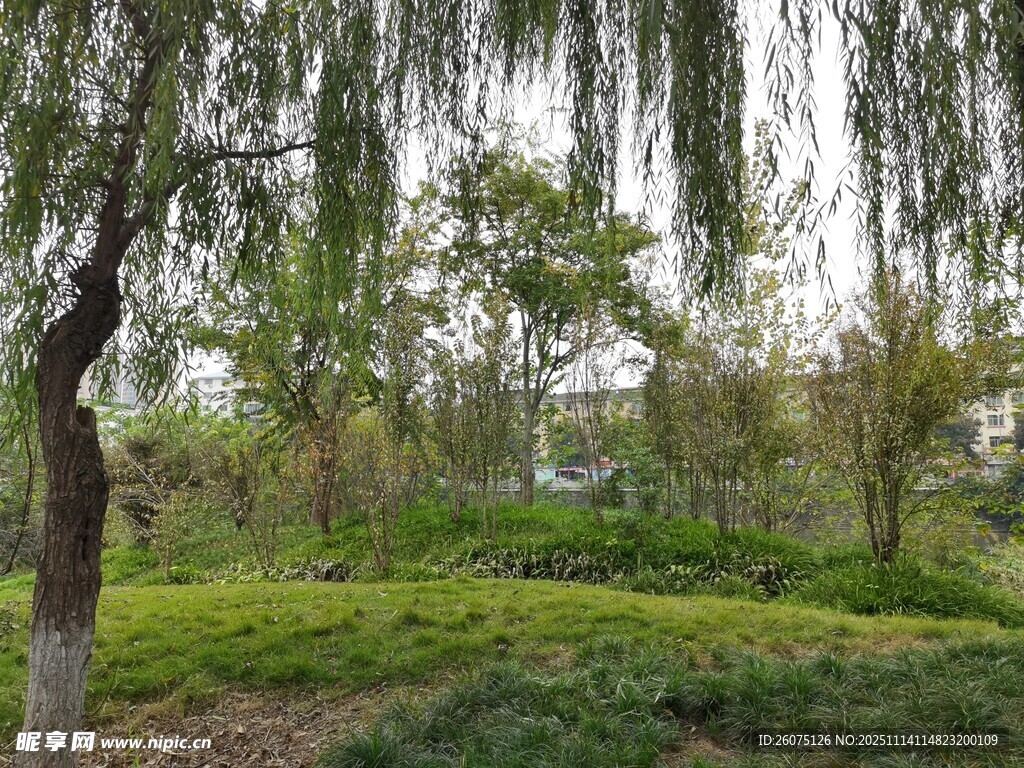 绿意盎然的林间景致