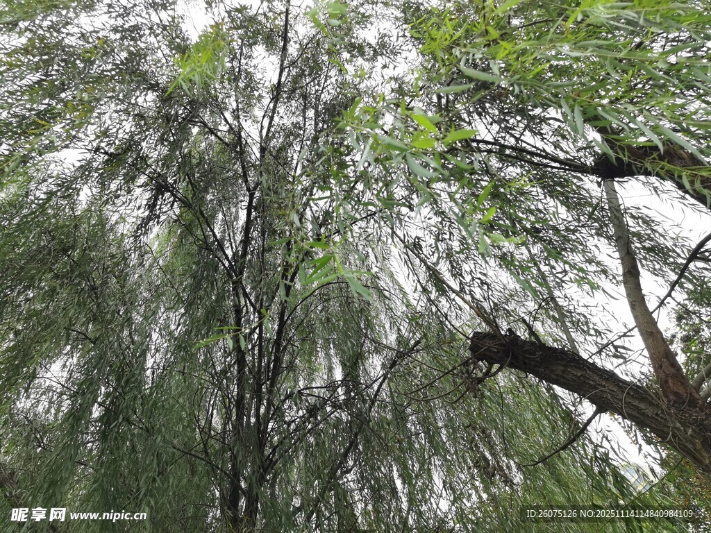 垂柳成荫的静谧林间景象