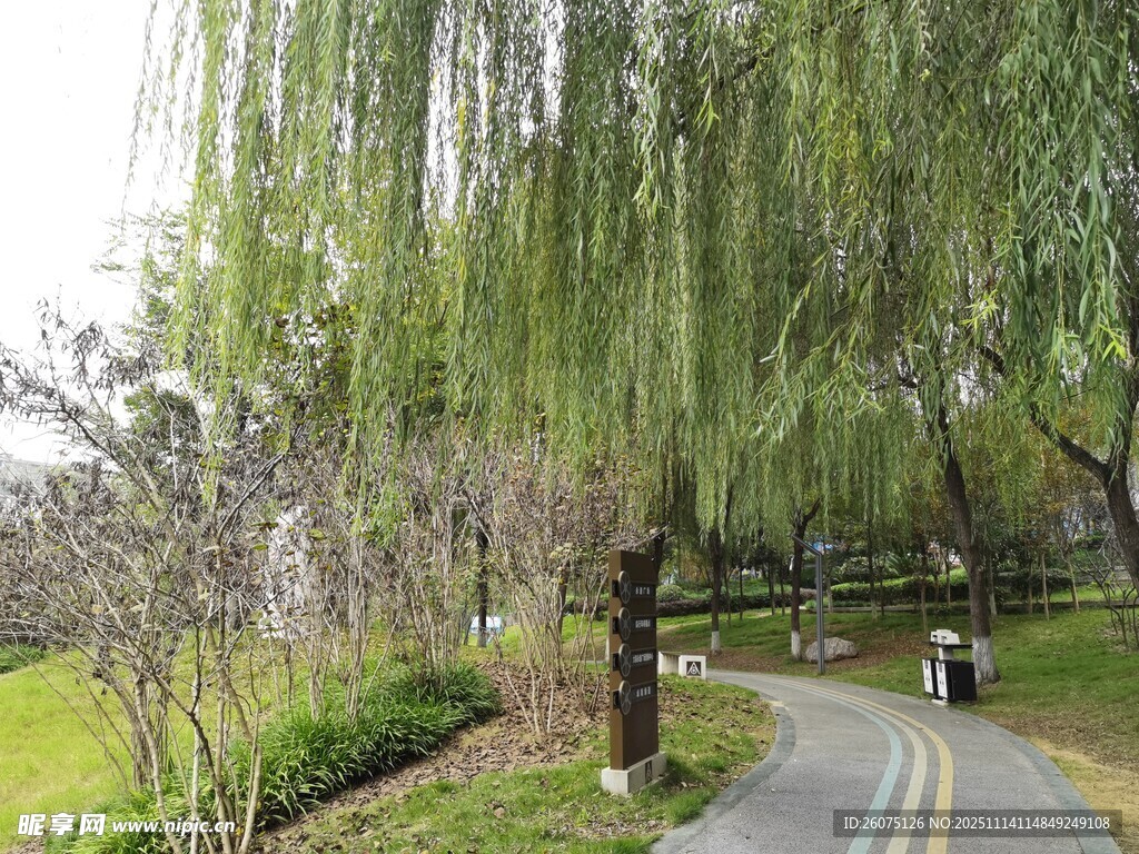 垂柳下的幽静小路