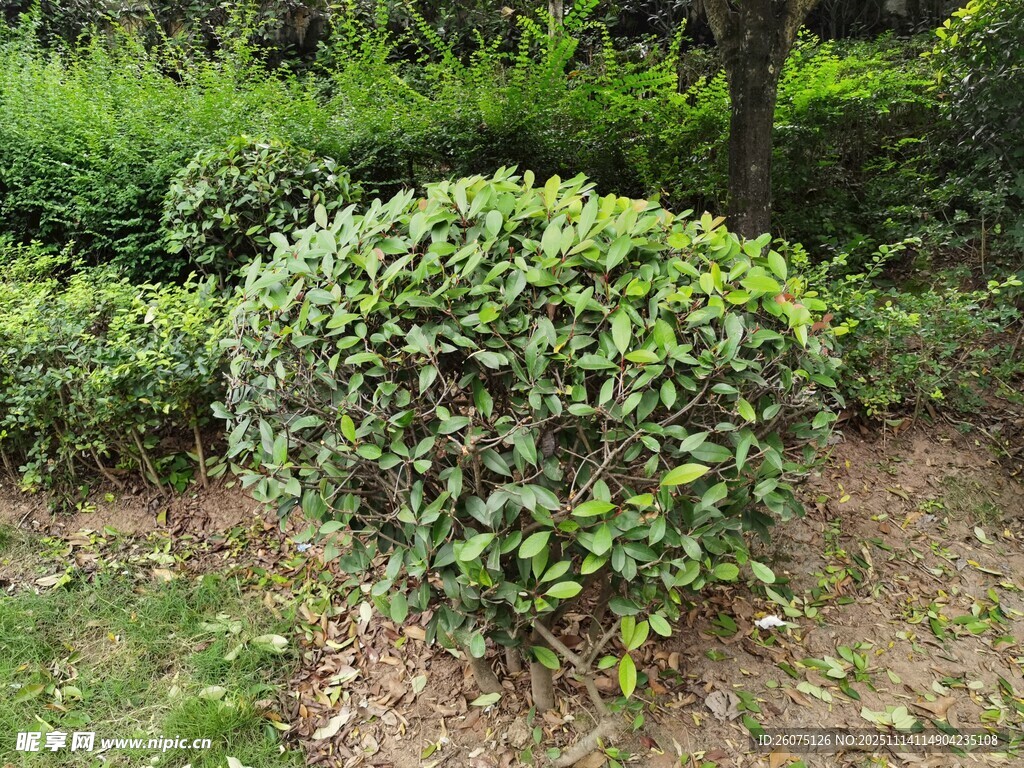 球形绿植点缀园林角落