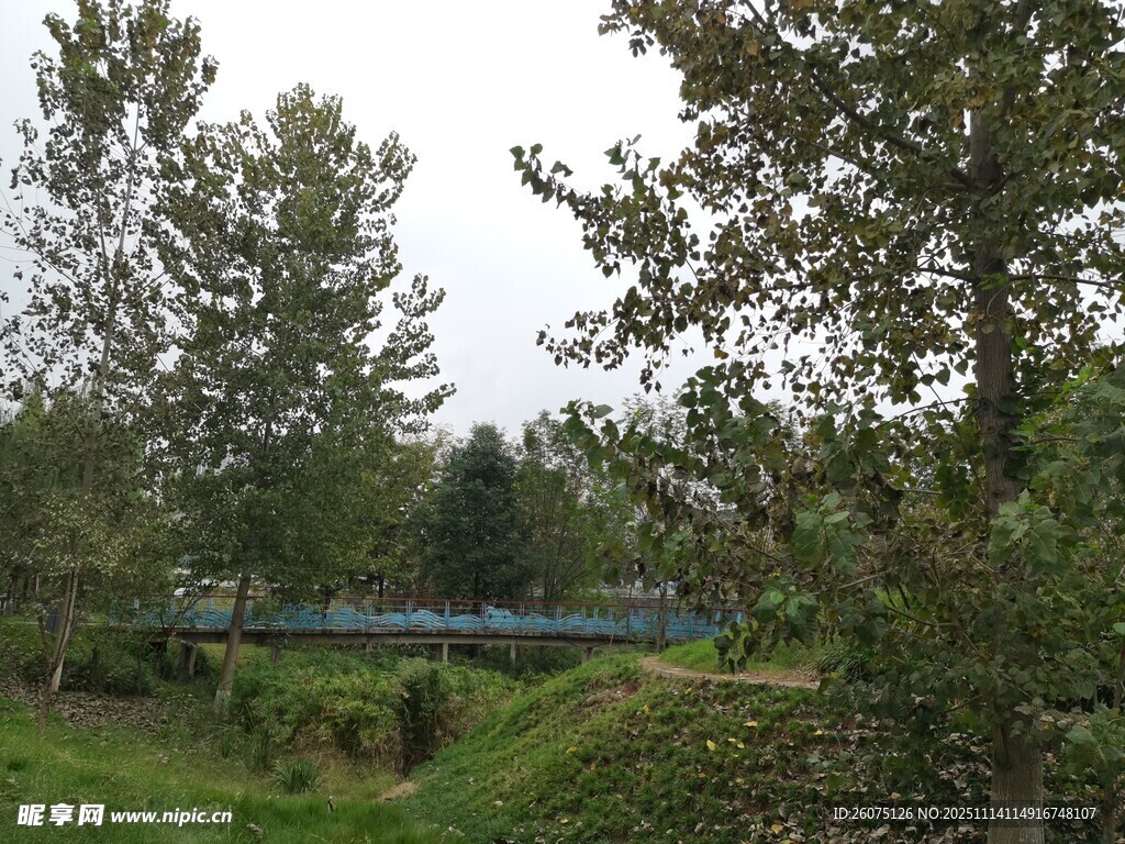 林间火车穿行自然美景