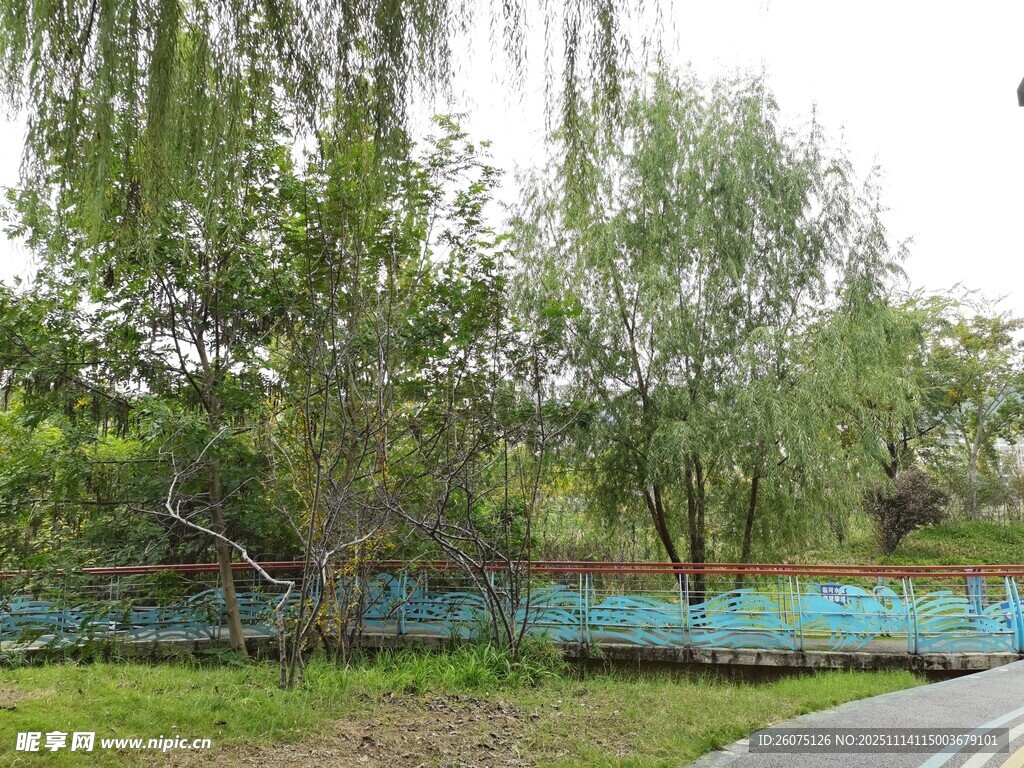 路边葱郁树木与彩色围栏