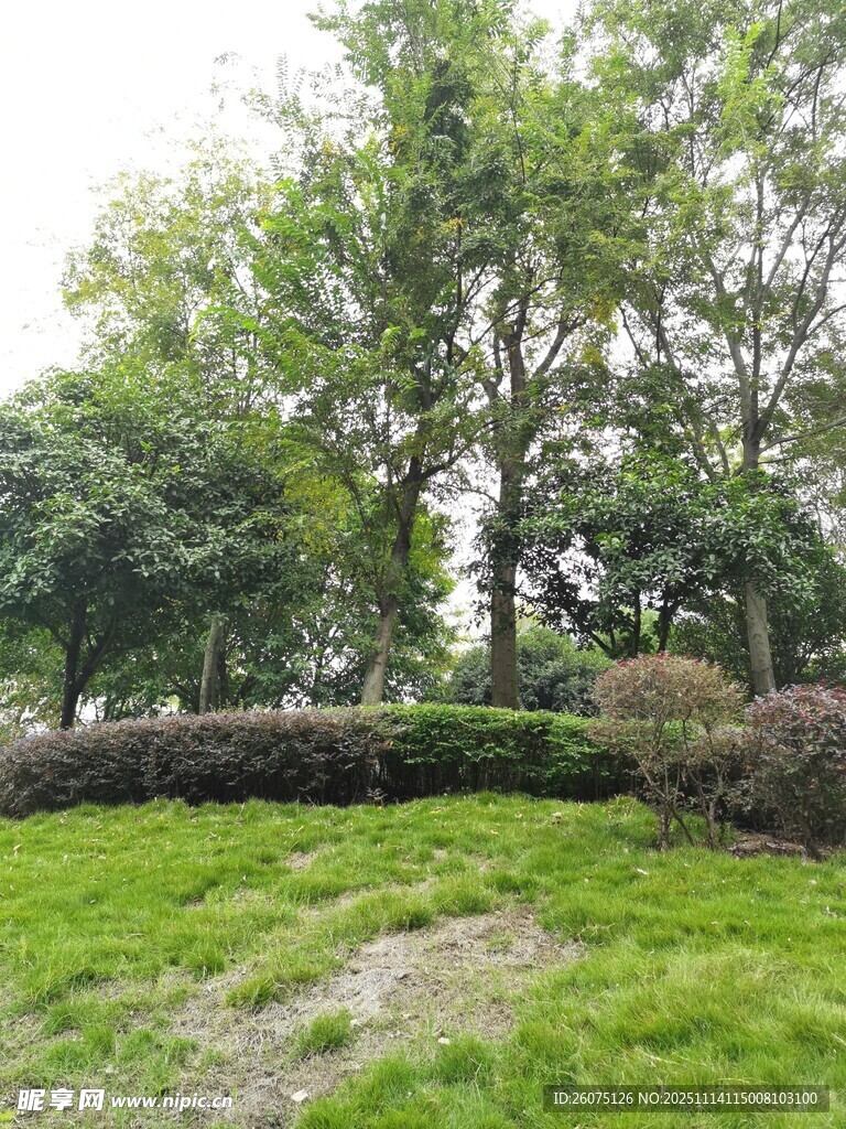 绿意盎然的户外园林景观