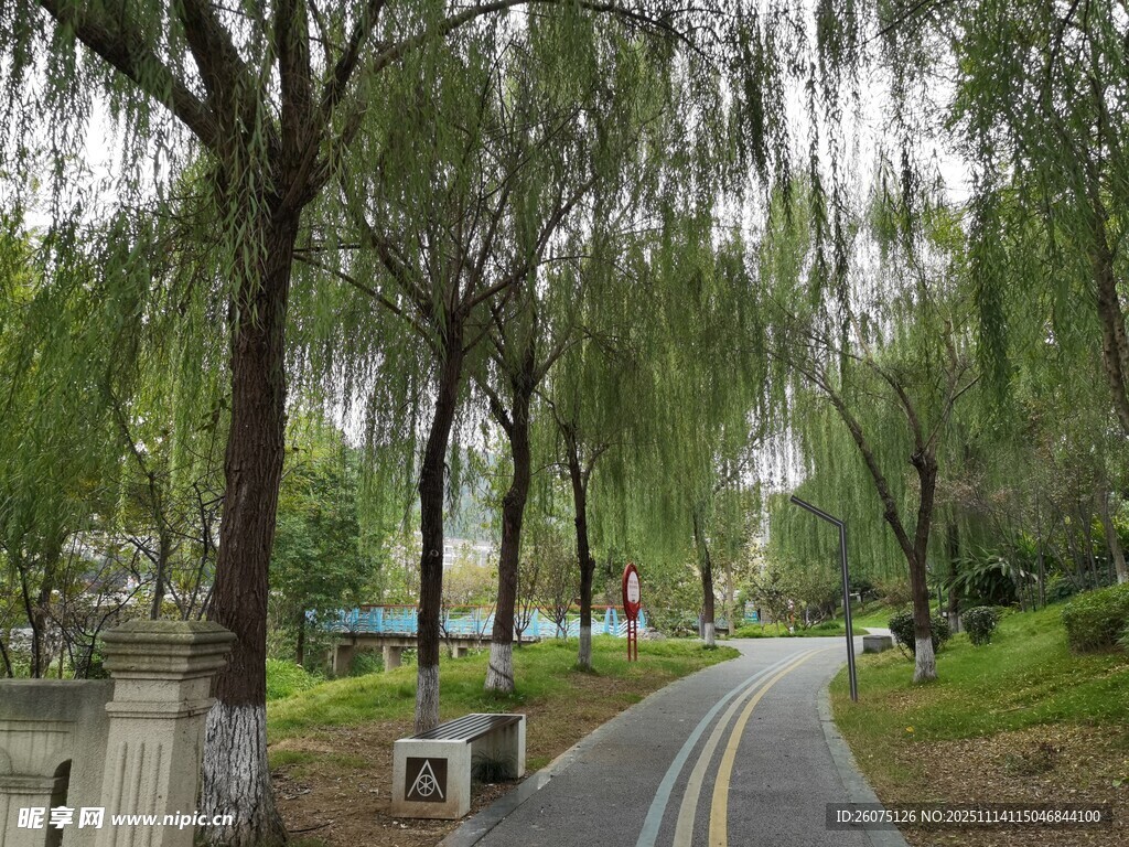 林荫小道静谧自然之景