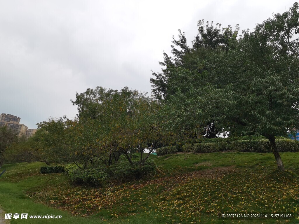 户外绿意盎然的树木景观