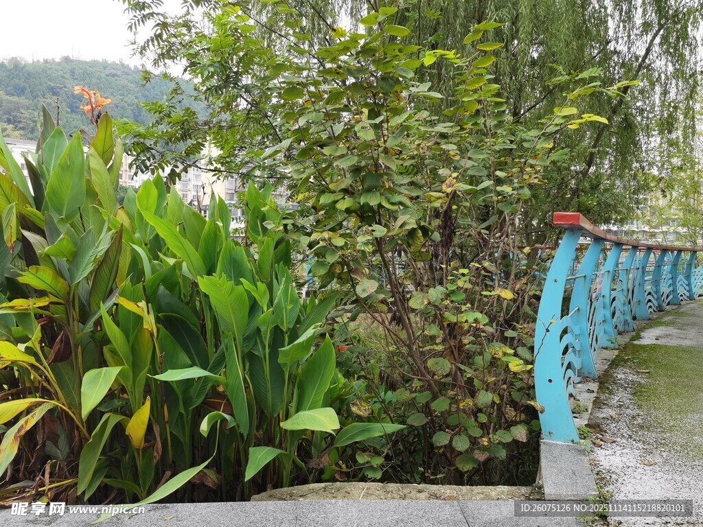 户外绿植旁的蓝色栏杆