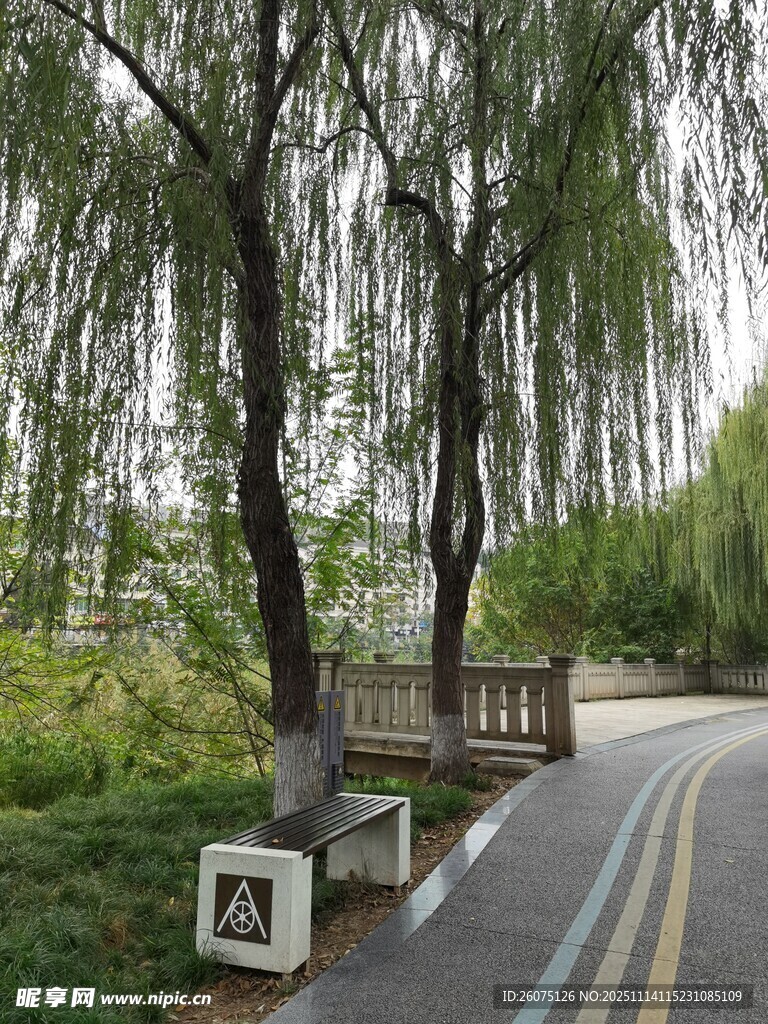 路边垂柳与休憩长椅景观