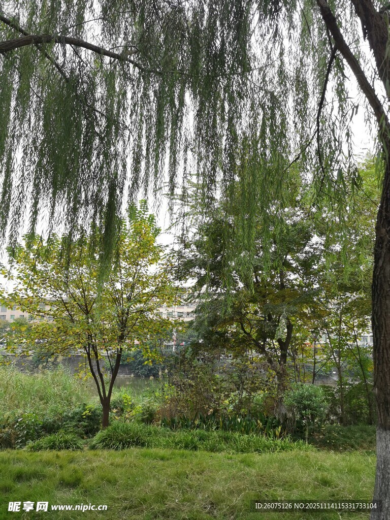 春日柳林绿意盎然