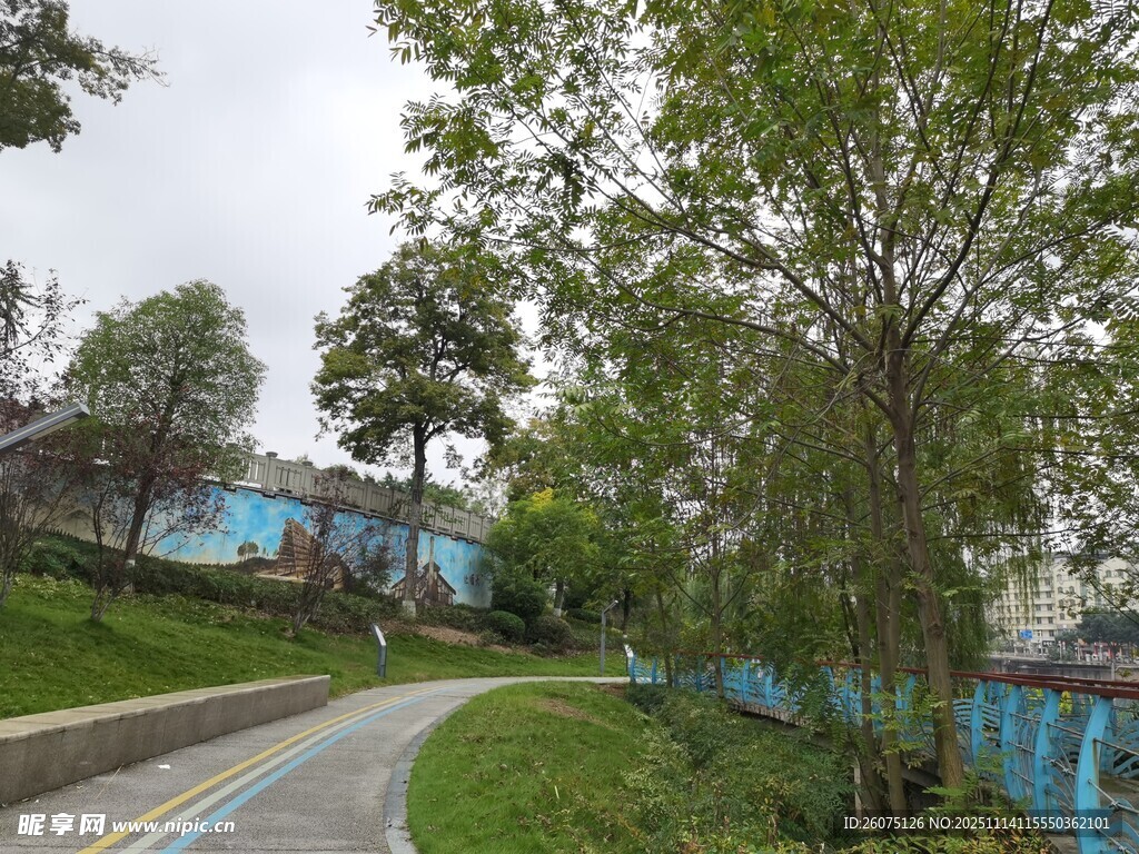 林间小径绿意盎然的景致