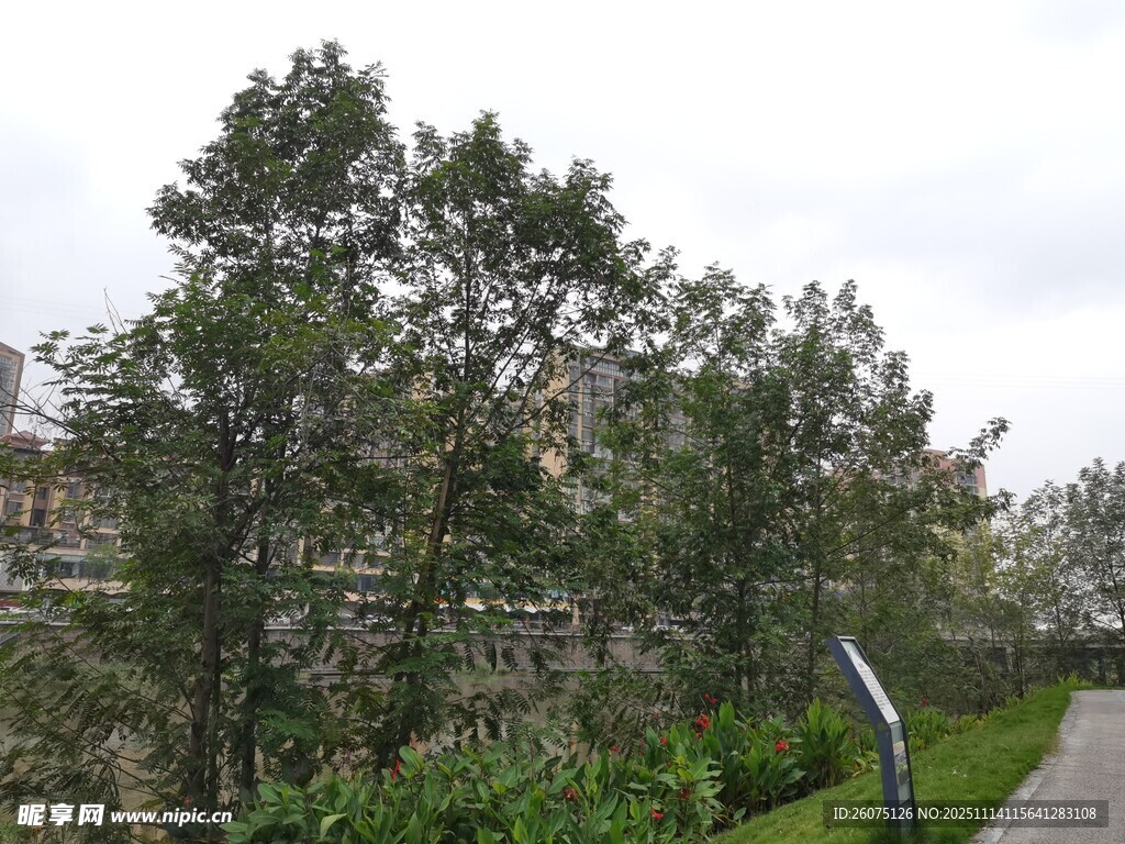 路边绿树成荫的自然景致