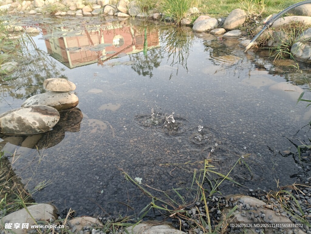 宁静小池塘边的自然景致