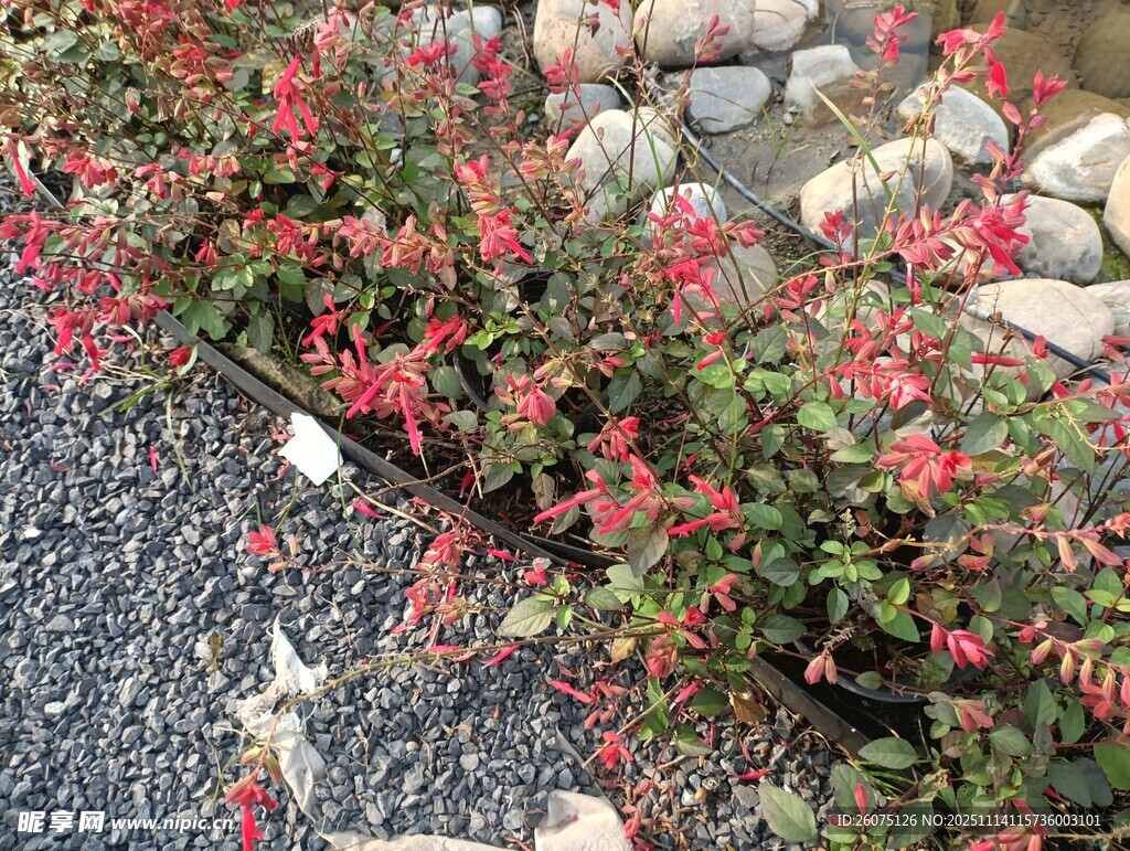 石边红绿叶植物景观