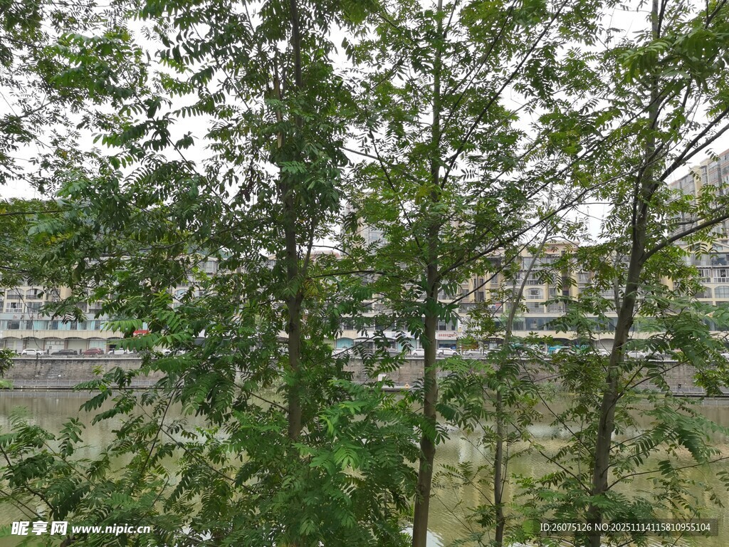 窗外绿意盎然的树木景观