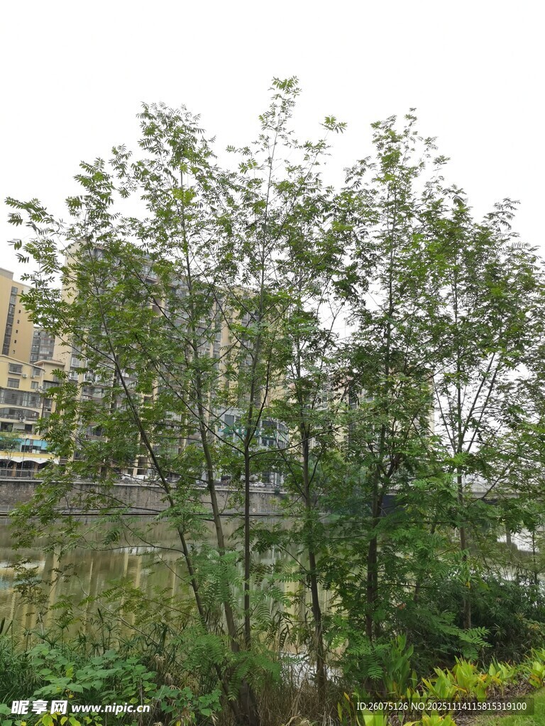 户外绿植与远处建筑景观