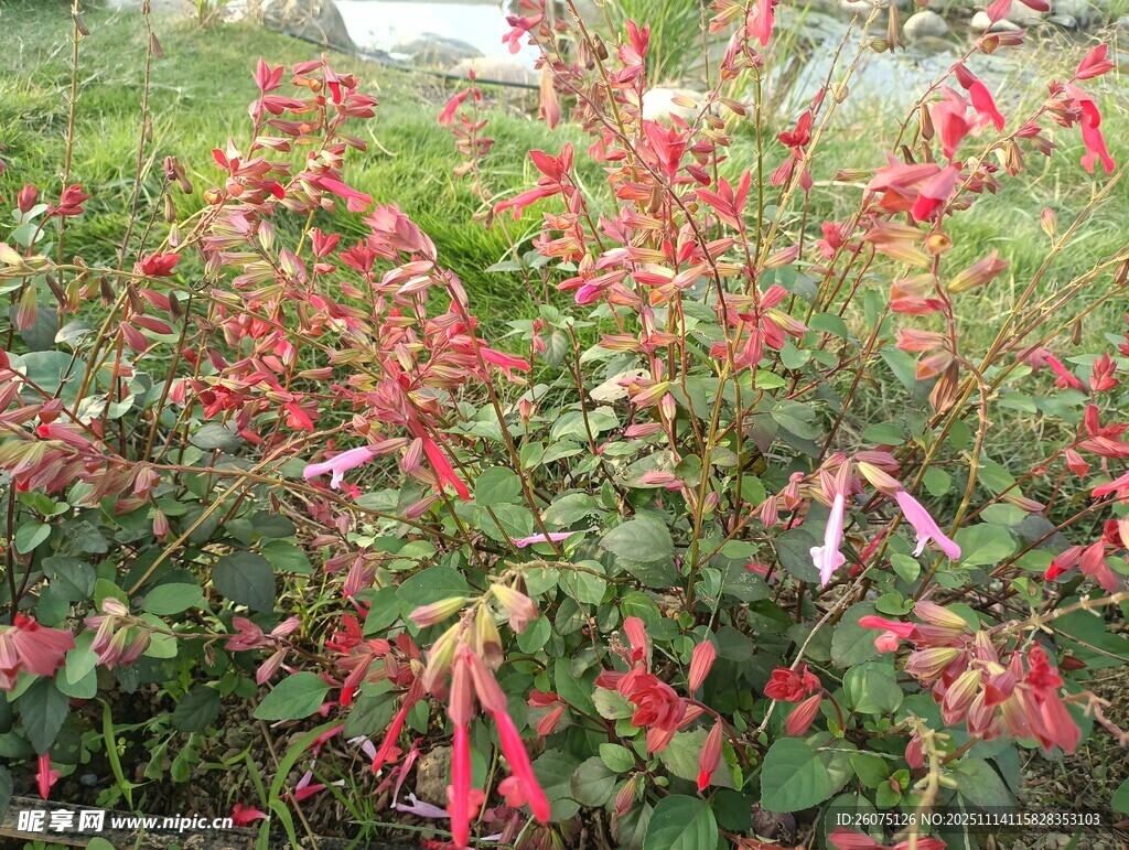 鲜艳红穗状花卉植物景观