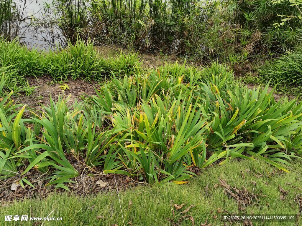绿意盎然的户外植物景观