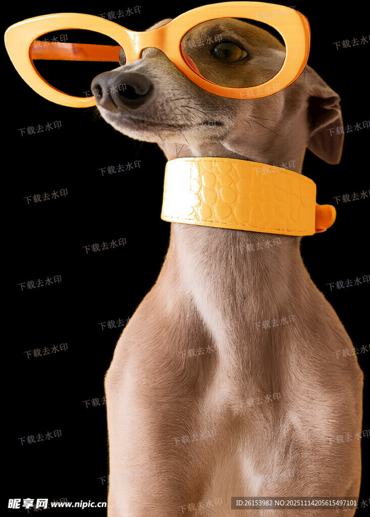 戴墨镜项圈的时尚小狗