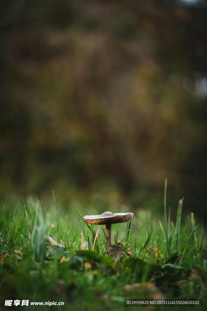 草地上的小蘑菇