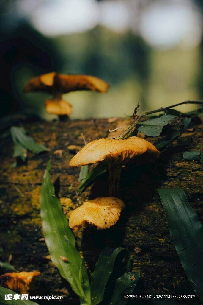 树干上的黄色蘑菇